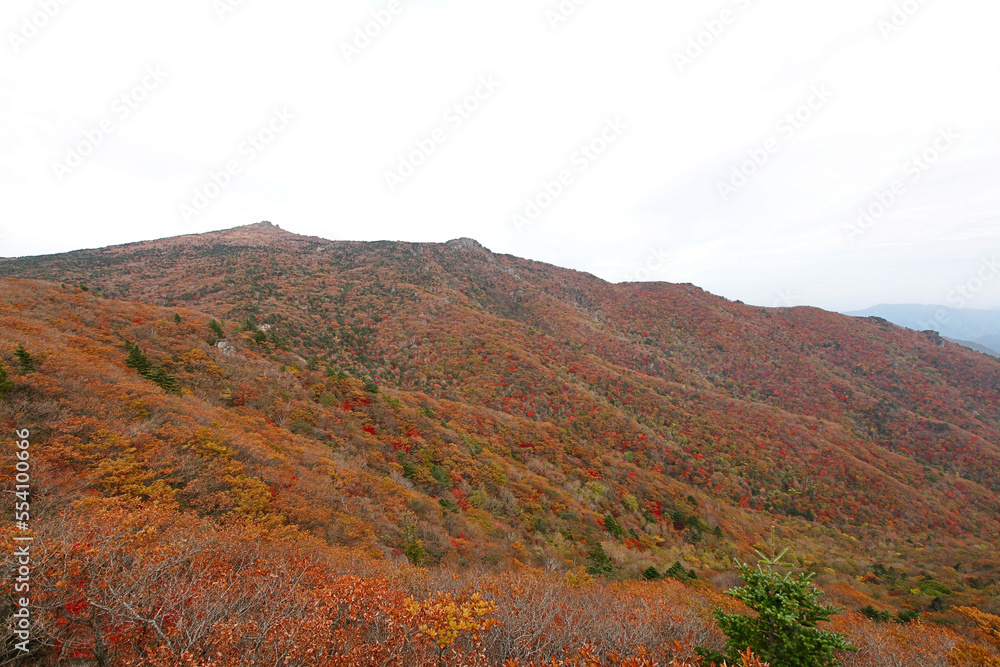 Fototapeta premium 아름답게 물든 고산지대의 단풍.