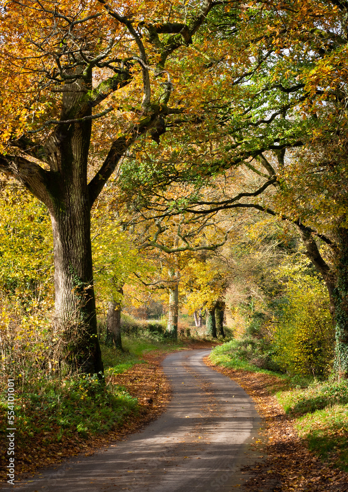 Fototapeta premium Road to Winter