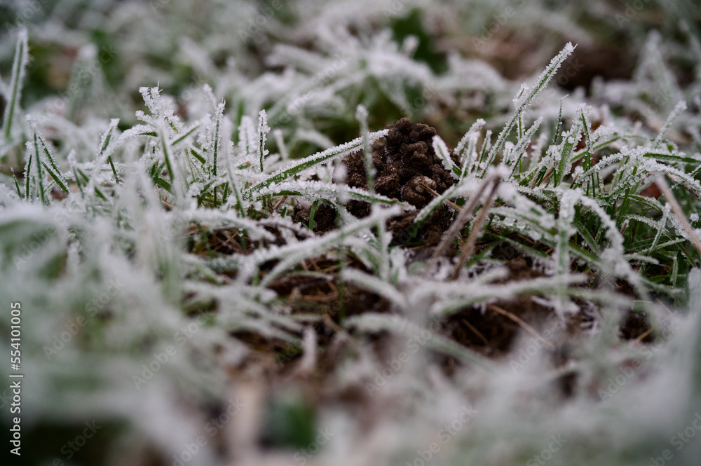 Close up of green grass leaves on a frost covered lawn with a wormcast Close up of green grass leaves on a frost covered lawn with a wormcast