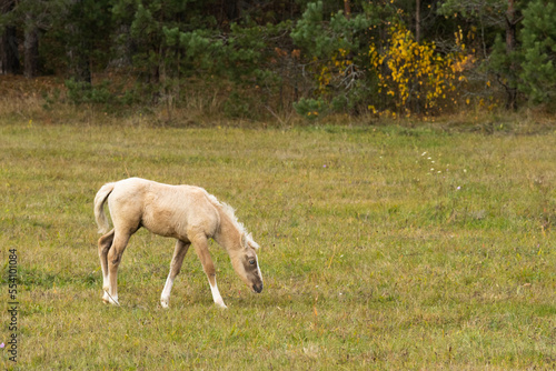 Palomino foal grazing in the field. High quality photo
