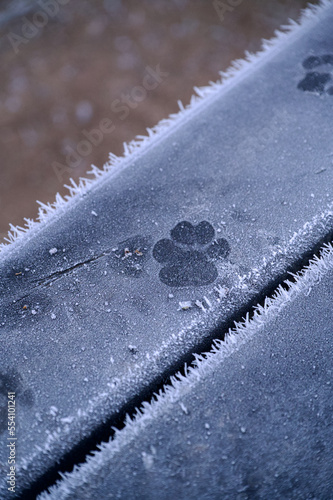 Winter pawprint - dog foot mark in ice on a bench