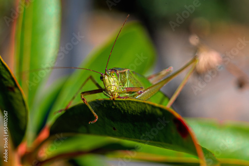 Close up of grasshopper on a leaf photo