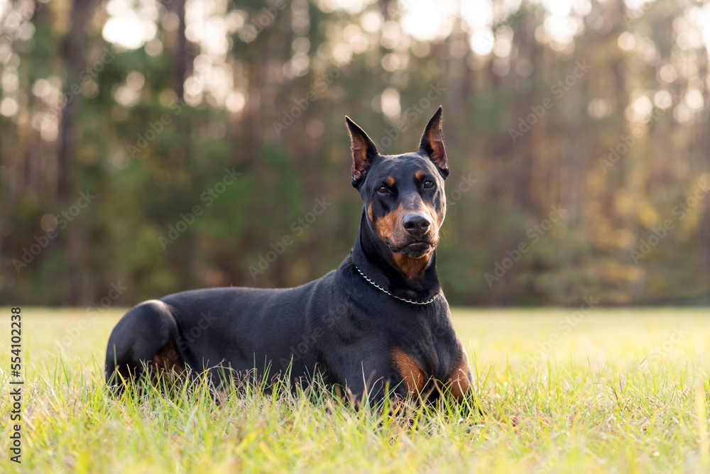 Doberman Pinscher outdoors at a park. beautiful female dobie outside at sunset. Small crop ears with chain. Black and rust, tan dog outside. purebred dog portrait. Doberman Pinscher outdoors at a park. beautiful female dobie outside at sunset. Small crop ears with chain. Black and rust, tan dog outside. purebred dog portrait.