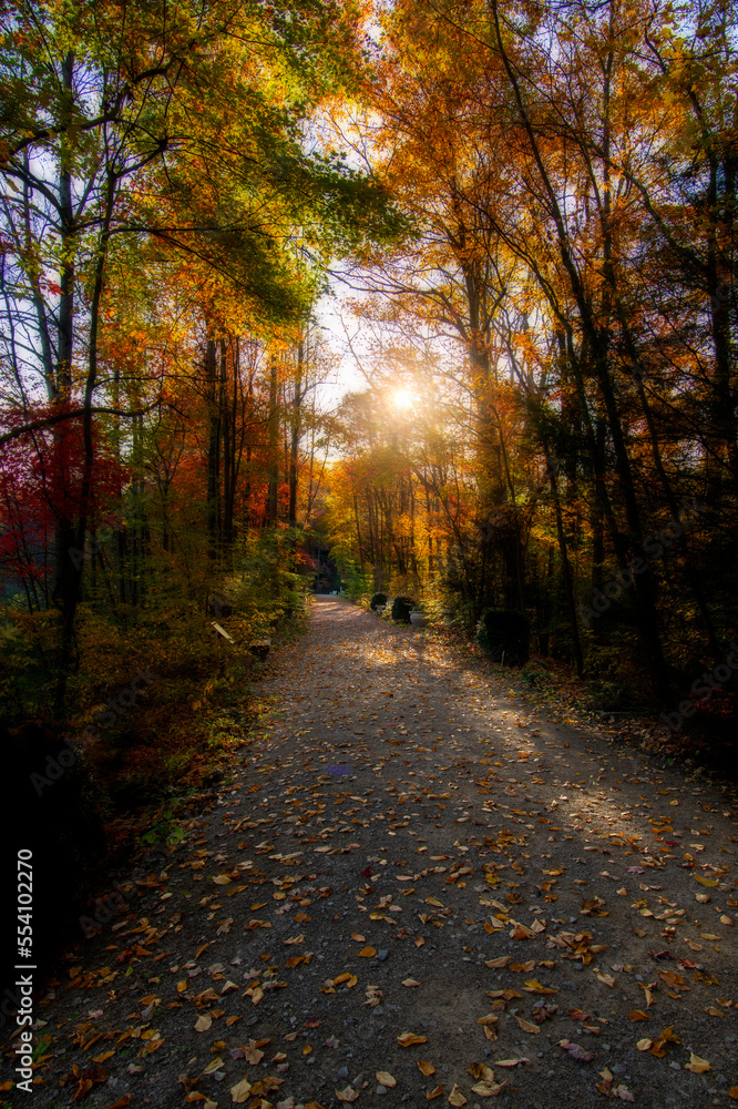 Trail with a sunburst in the trees Trail with a sunburst in the trees