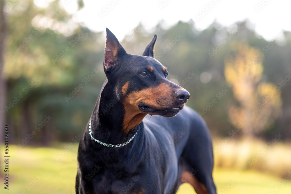 Doberman Pinscher outdoors at a park. beautiful female dobie outside at  sunset. Small crop ears with chain. Black and rust, tan dog outside.  purebred dog portrait. Stock Photo | Adobe Stock