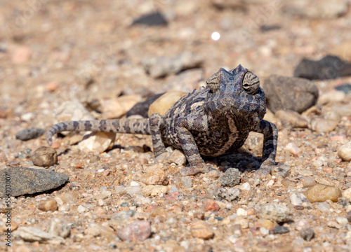 Africa  Namibia  Namaqua chameleon in namib desert  close up