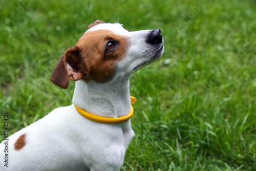 Beautiful Jack Russell Terrier in yellow dog collar outdoors. Space for text