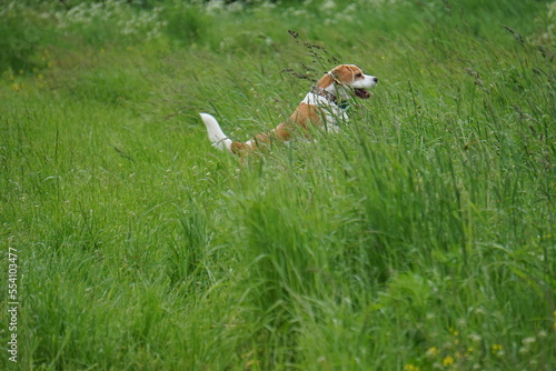 beagle run