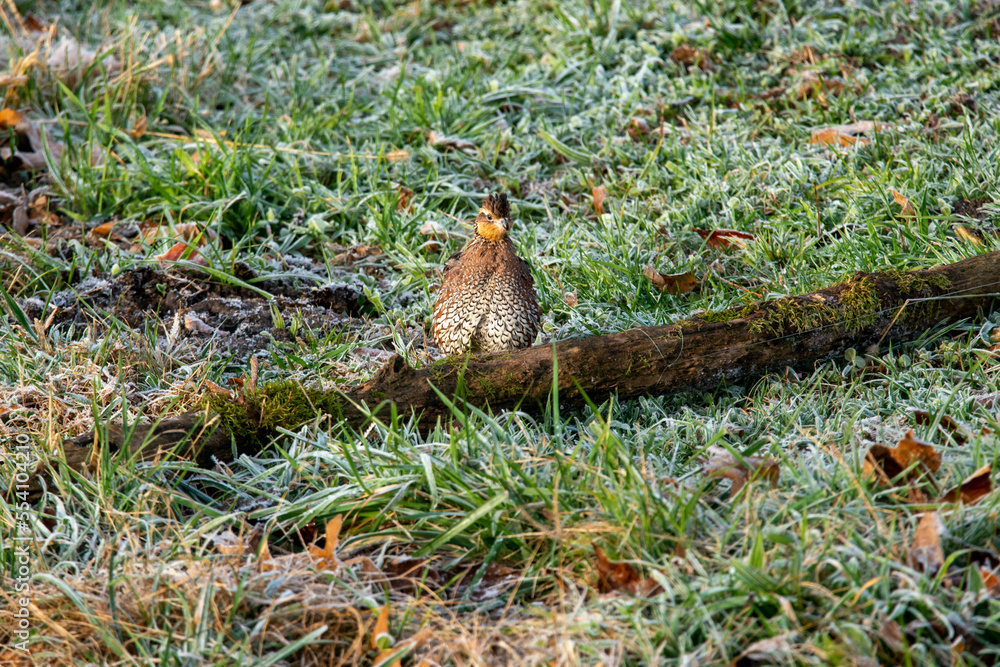 Quail in the frosted grass