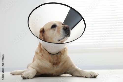 Tableau sur toile Cute Labrador Retriever with protective cone collar on floor indoors