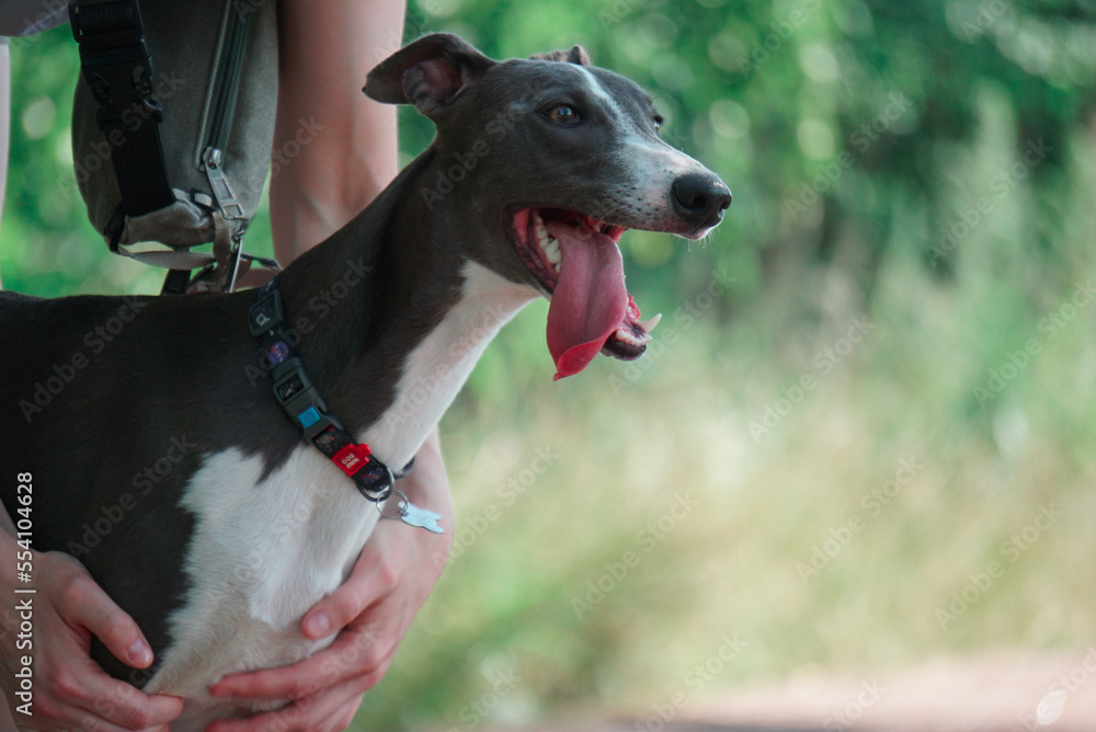 whippet whippet