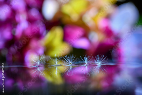 Dandelion seeds in a row © dfriend150