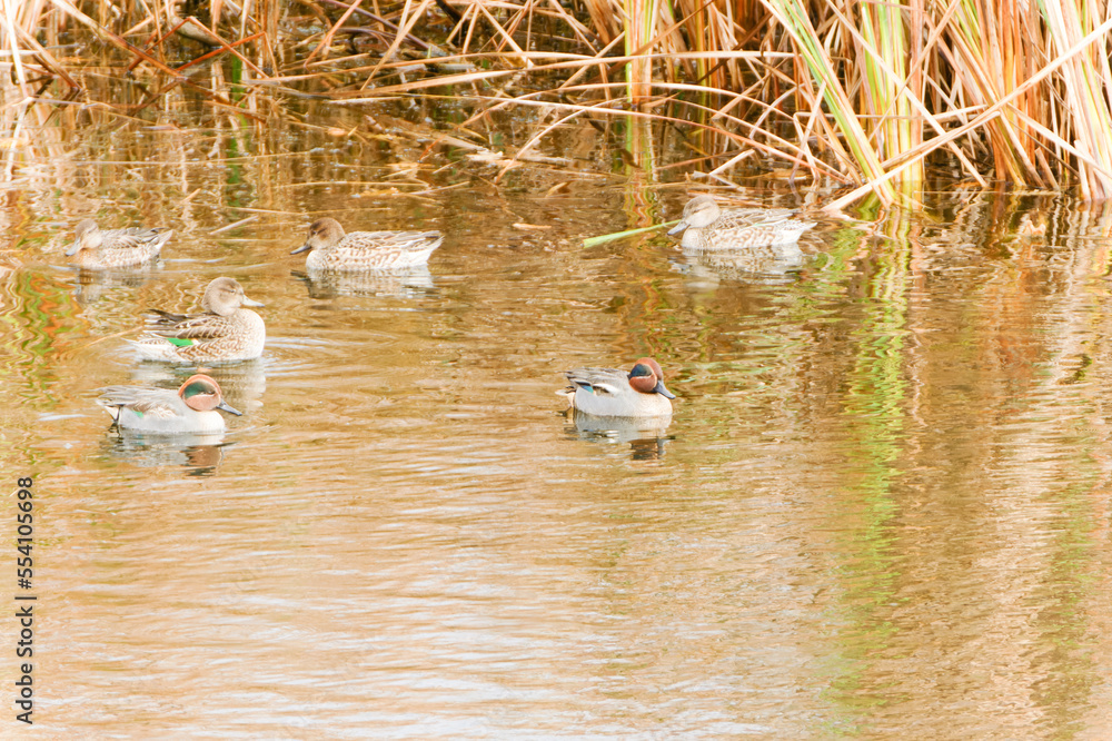 Wild ducks mallard on the Mert Lake. Igneada district. Turkey. Wild ducks mallard on the Mert Lake. Igneada district. Turkey.