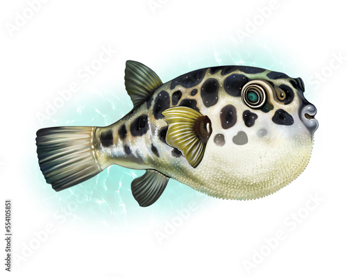 Obraz na plátně Fugu fisch, Takifugu rubripes, Japanese puffer