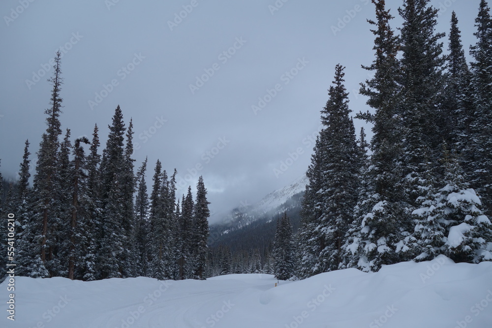 Snowy Mountain forest