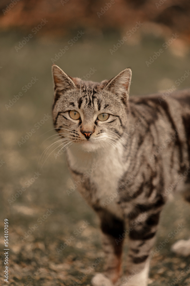 Fototapeta premium portrait of a cat
