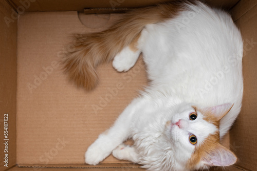 Fotografi Domestic cat lies in a cardboard box (Corrected).