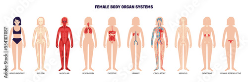 Female Body System Set