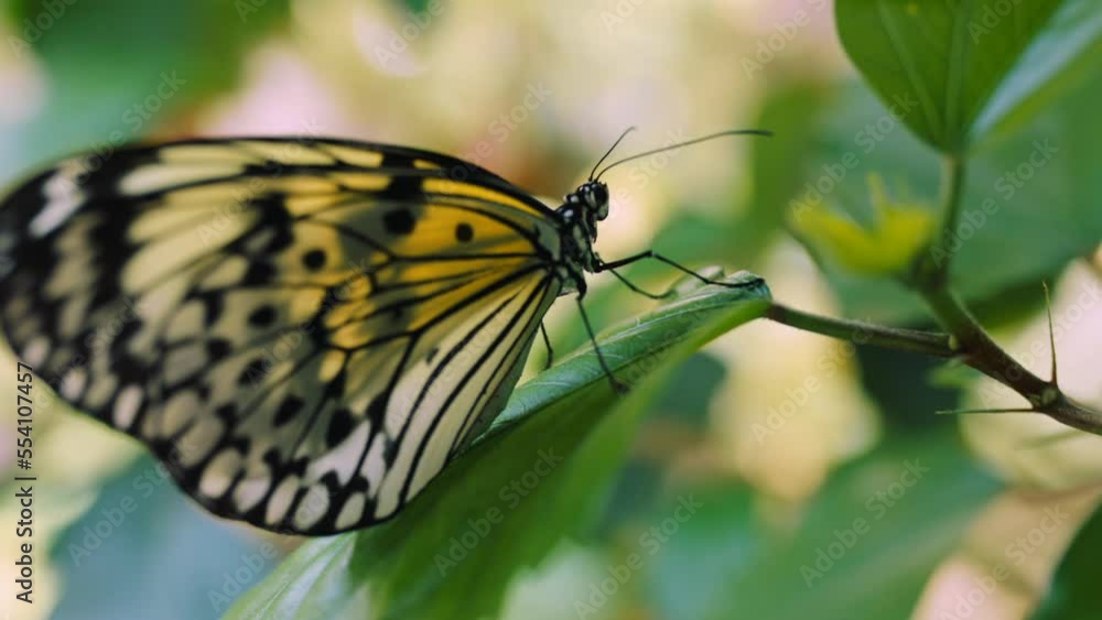 Beauty, peace and butterfly on nature leaf in tropical rainforest, floral flower garden or natural jungle. Sustainability, spring ecosystem environment and freedom of insect relax on green park plant Beauty, peace and butterfly on nature leaf in tropical rainforest, floral flower garden or natural jungle. Sustainability, spring ecosystem environment and freedom of insect relax on green park plant