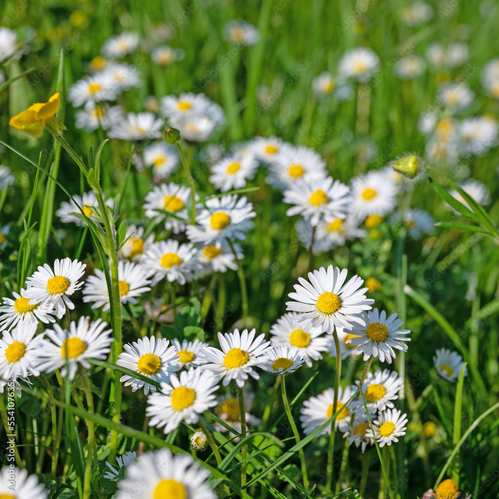 Fototapeta premium Gänseblümchen, Bellis perennis, in einer Nahaufnahme