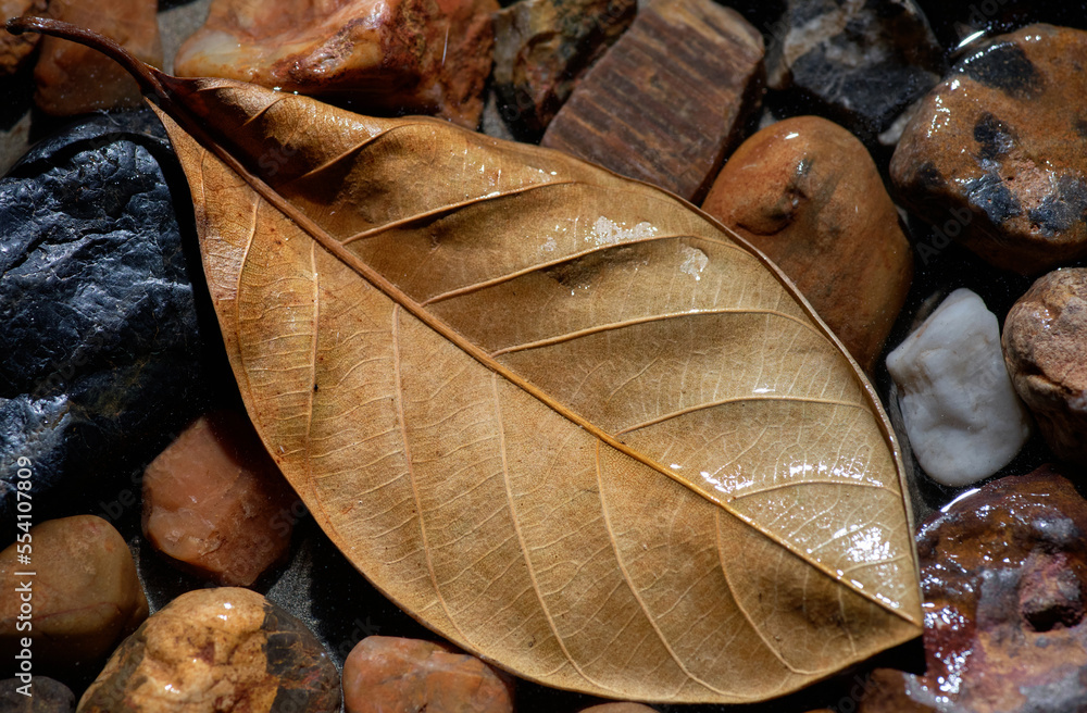 Background of the leaf and stones in the water Background of the leaf and stones in the water