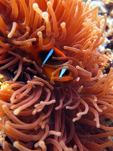 red sea clown fish