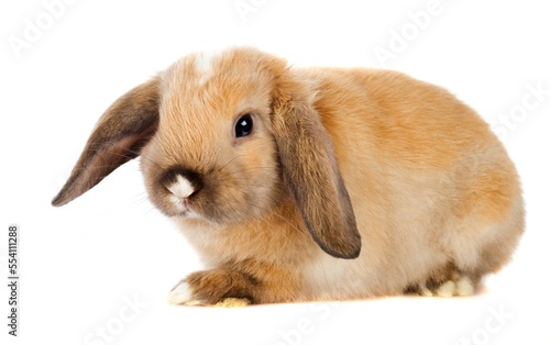 Lop Rabbit