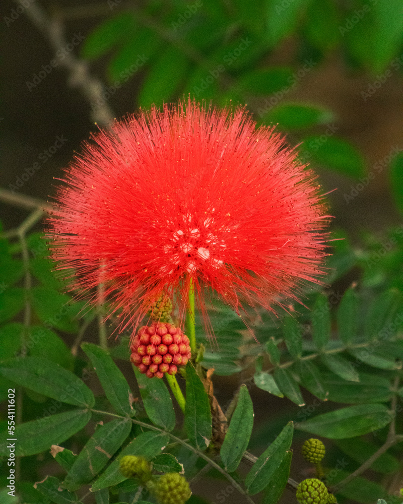 Flor calliandria. Semilla de flor calliandria. Flor calliandria. Semilla de flor calliandria.