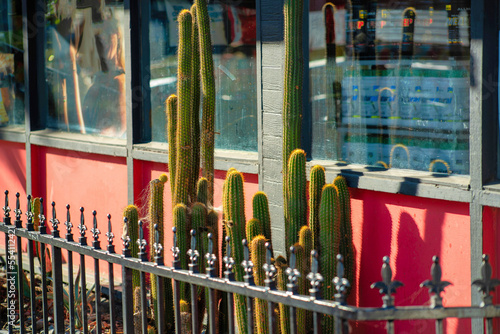 Fényképezés Rows of cactus plants with black metal gaurd rail with spikes in foreground with