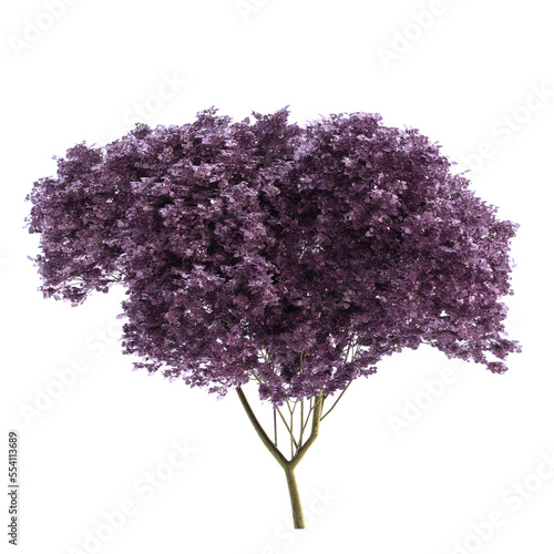 eastern redbud on isolated empty background