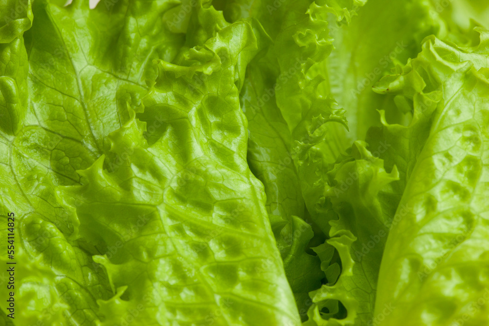 Background from fresh green lettuce leaves. Raw green leaf vegetables. Salad plant for poster, calendar, post, screensaver, wallpaper, postcard, banner, cover, website. High quality photo Background from fresh green lettuce leaves. Raw green leaf vegetables. Salad plant for poster, calendar, post, screensaver, wallpaper, postcard, banner, cover, website. High quality photo