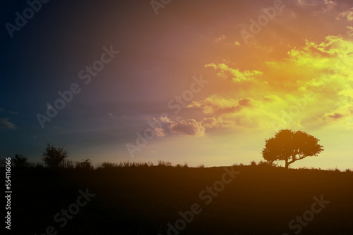 Yellow sunset with silhouette of a tree