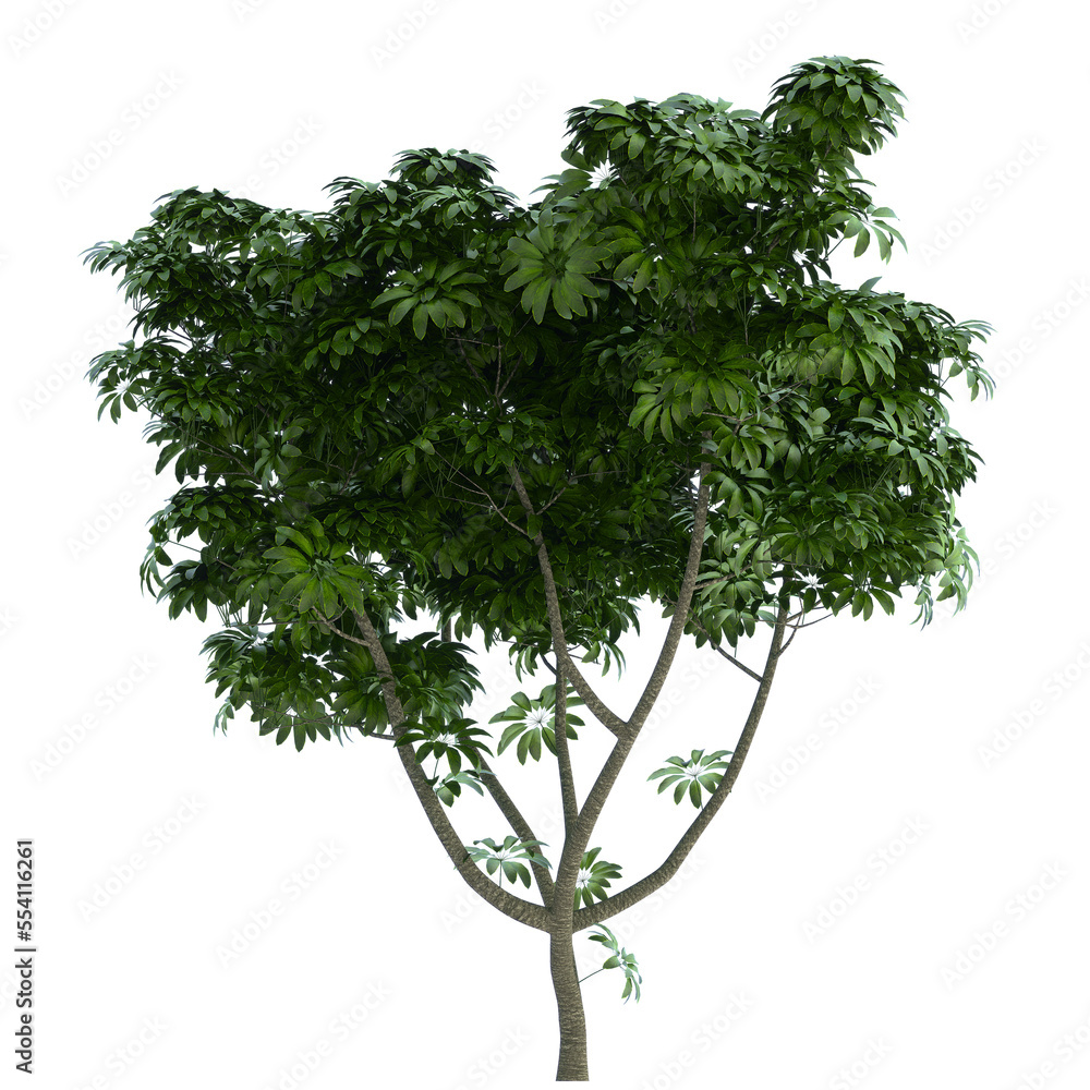 umbrella tree on isolated empty background umbrella tree on isolated empty background