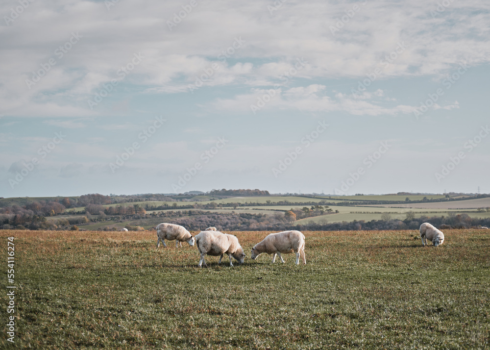 Fototapeta premium sheep on a meadow