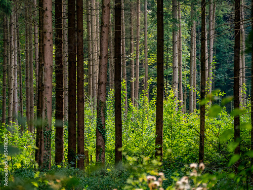 Fototapeta Naklejka Na Ścianę i Meble -  Neuanpflanzung von Jungbäumen im Mischwald