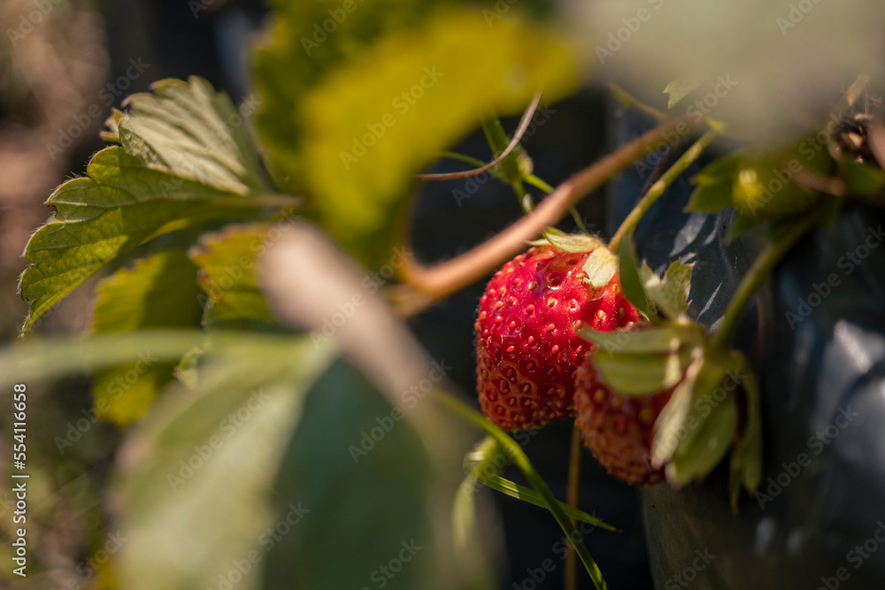 Close up photo of red strawberry when harvest season on the backyard garden. The photo is suitable to use for botanical poster, background and harvest advertising. Close up photo of red strawberry when harvest season on the backyard garden. The photo is suitable to use for botanical poster, background and harvest advertising.