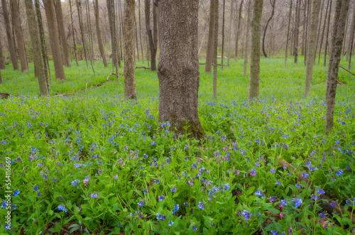Fototapeta Naklejka Na Ścianę i Meble -  Virginia bluebells lie in cuyahoga valley national park