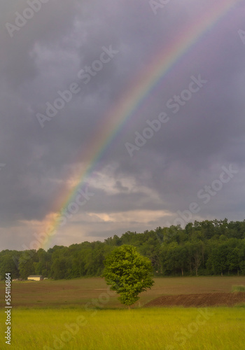 Rainbow over a lone tree in rural Ohio