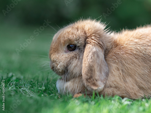 The same rabbit in the grass