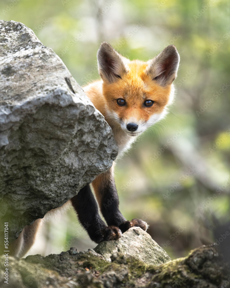 Red fox in rural Ohio Red fox in rural Ohio