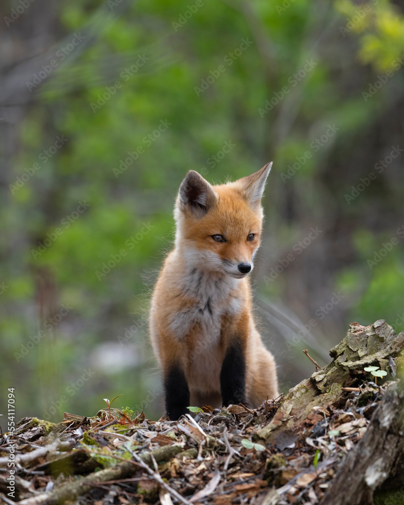 Young red fox in Ohio Young red fox in Ohio