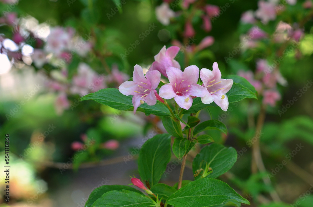 Branch with blooming pink abelia flowers in the summer garden. Gardening flowering bushes concept. Free copy space Branch with blooming pink abelia flowers in the summer garden. Gardening flowering bushes concept. Free copy space