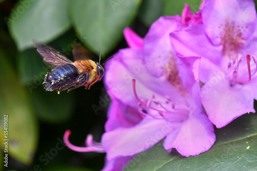 Making a beeline to the flower