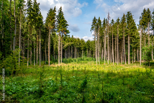 Neuanpflanzung von Jungbäumen im Mischwald