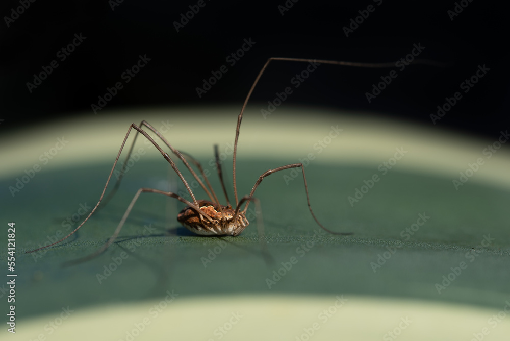 A small harvestman (Opiliones) sits on the leaf of an agave in southern Europe. The background is dark. A small harvestman (Opiliones) sits on the leaf of an agave in southern Europe. The background is dark.