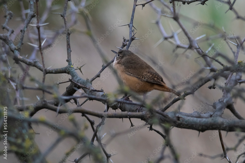 Grass Wren, in Calden Forest environment, La Pampa Province, Patagonia, Argentina. Grass Wren, in Calden Forest environment, La Pampa Province, Patagonia, Argentina.