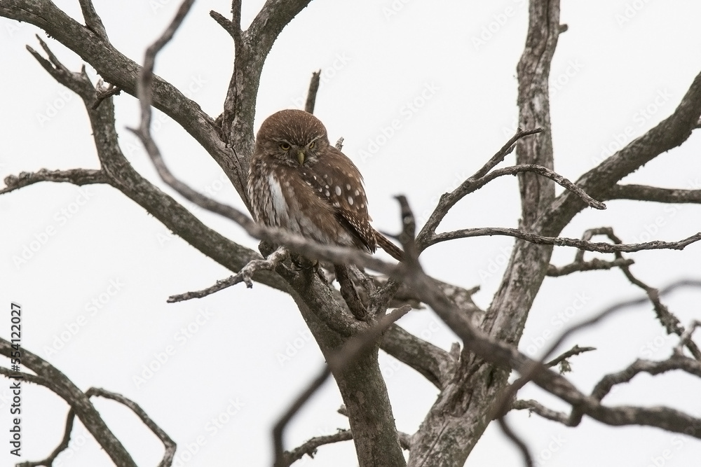 Ferruginous Pygmy owl, Glaucidium brasilianum, Calden forest, La Pampa Province, Patagonia, Argentina. Ferruginous Pygmy owl, Glaucidium brasilianum, Calden forest, La Pampa Province, Patagonia, Argentina.