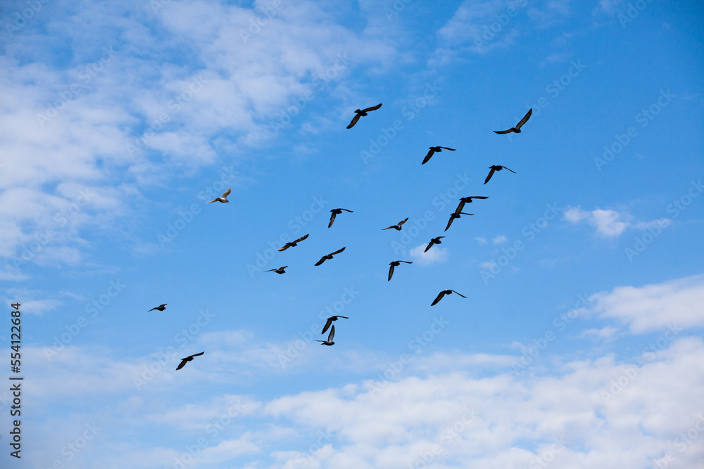 A flock of flying doves in the sky. A photo