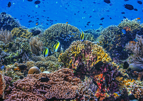 Coral reef South Pacific photo