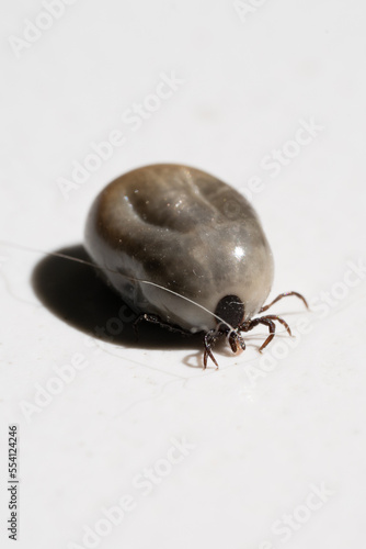 Swollen mite from blood, a dangerous parasite and carrier of infection